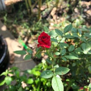 Meet your Posher, Mikayla